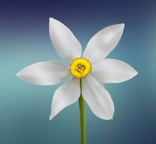 blume anzahl blätter numerologie